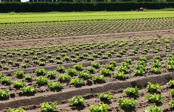 Green Head Fresh Lettuce Grown Cultivated Field Summer — Fotografia de Stock