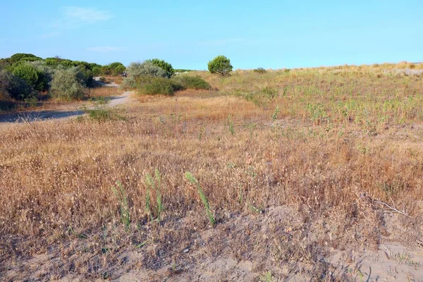 Barren Landscape Typical Mediterranean Scrub Bushes Sand Summer — Stock Photo, Image