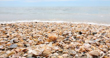 Deniz kıyısında binlerce deniz kabuğu.