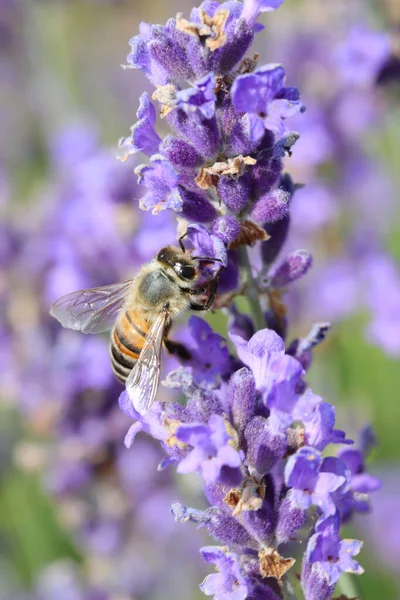 Kleine Bij Zuigt Nectar Uit Paarse Lavendel Bloemen Het Veld — Stockfoto