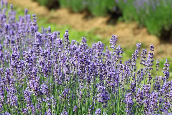 Lavender Flower Bushes Field Production Perfumes Essential Oils — стоковое фото