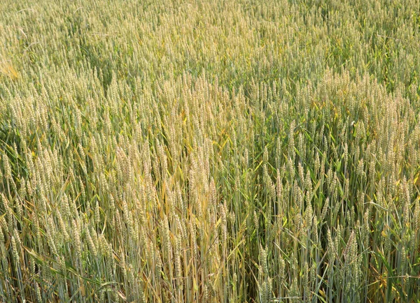 Ears Organic Wheat Grown Use Chemical Pesticides Almost Ready Harvest — стоковое фото
