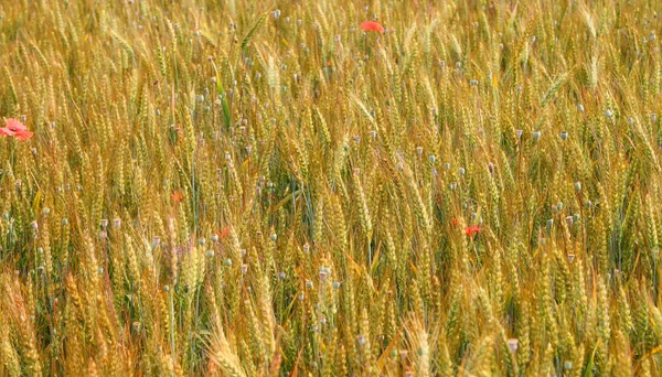 Ripe Ears Wheat Ready Harvest Field Some Red Flowering Poppies — Stock Photo, Image