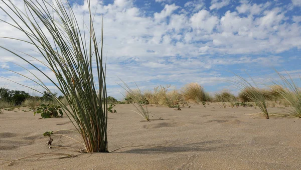 Bush Tuft Green Grass Sandy Desert Dune — Stock Photo, Image