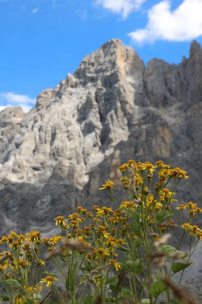 Yellow Flowers Arnica Montana Mountains Dolomites Summer — Stock Photo, Image