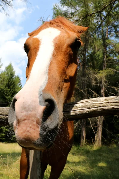 Muso Lungo Del Cavallo Dietro Ranch Mezzo Bosco — Foto Stock