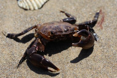 Kocaman pençeleri olan sahilde yengeç.