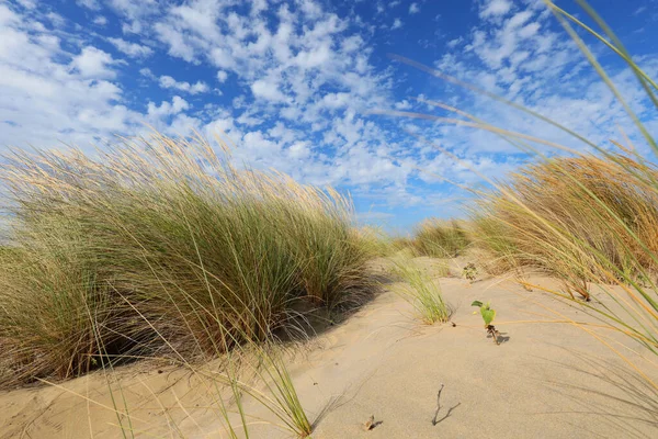 Desert Landscape Sand Dunes Shrubs Withered Heat — Stock Photo, Image