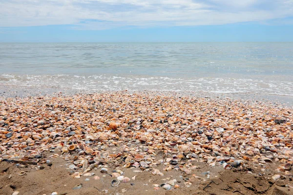 Tisíce Mušlí Pláži Moře — Stock fotografie