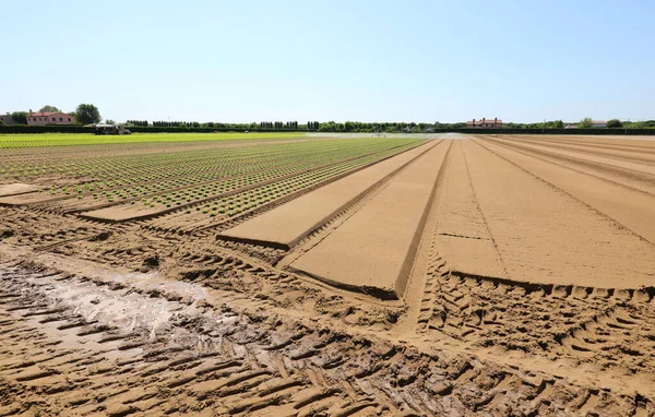 Feld Mit Kohlsalat Angebaut Der Auf Dem Fruchtbaren Sandigen Boden — Stockfoto