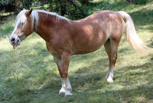 金发碧眼 长尾巴的马在山上吃草 — 图库照片