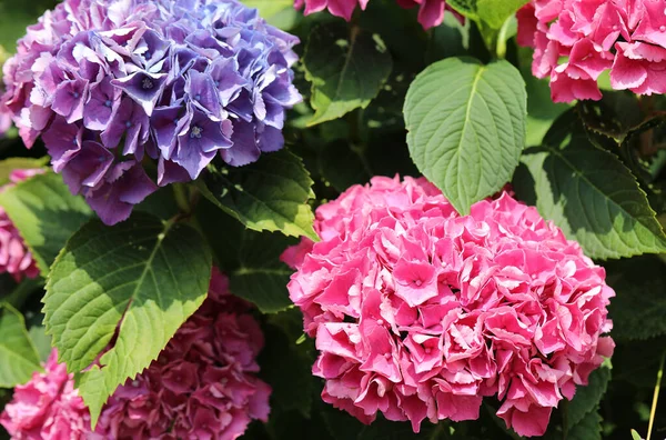 Grote Hortensia Bloemen Bloeide Het Voorjaar Bloementuin — Stockfoto
