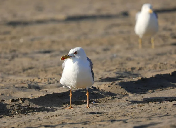 Big Seagull Yellow Beak Paws Sandy Beach — Stock Photo, Image