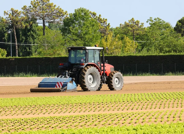 Gran Tractor Durante Ruptura Del Campo Para Sembrar Lechuga Verde —  Fotos de Stock