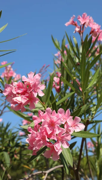 Flowering Oleander Plant Pink Flowers Summer — Stock Photo, Image