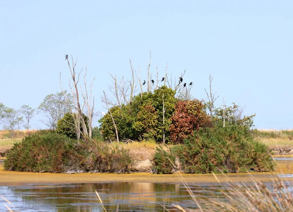 Pequeña Isla Con Vegetación Infestada Cuervos Rodeada Pantano —  Fotos de Stock