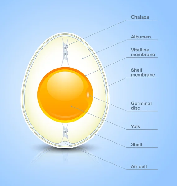 Egg cross section icon — Stock Vector