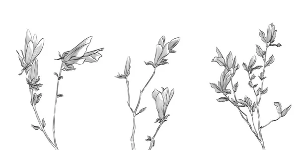 自然花卉插图矢量设计元素和婚礼矢量 线条手绘图解 黑色草甸的花朵 草本植物在白色的背景上被分离 植物草图 — 图库矢量图片