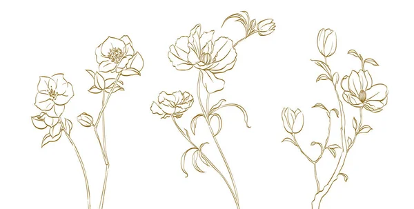 自然花卉插图矢量设计元素和婚礼矢量 线条手绘图解 褐色的草甸 草本植物在白色背景上被分离 植物科植物 — 图库矢量图片