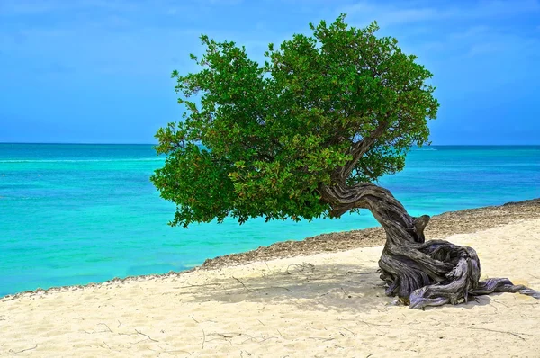 Árvore de Aruba Fotos De Bancos De Imagens