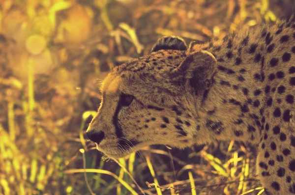 Zuid-Afrikaanse cheetah — Stockfoto