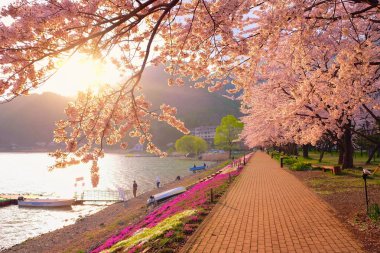 Sakura ve günbatımı