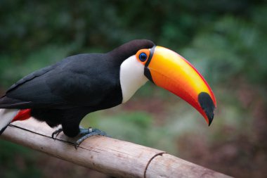Tucano kuşunun Brezilya 'daki iguazu şelalesindeki fotoğrafı