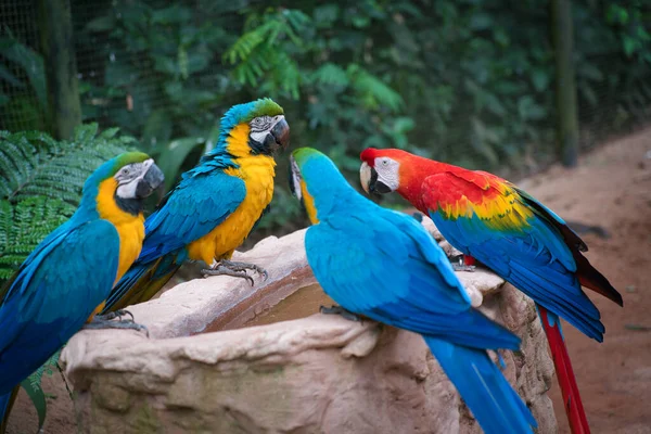 Araras kuşunun iguazu 'daki fotoğrafı Brezilya' ya düştü