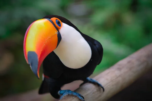 Photo Tropical Bird Tucan South America — Stock Photo, Image