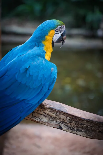 Photo Arara Bird Foz Iguacu — Stock Photo, Image