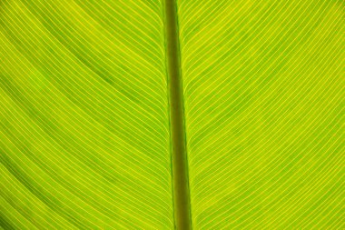 Bitkisel açık kitap