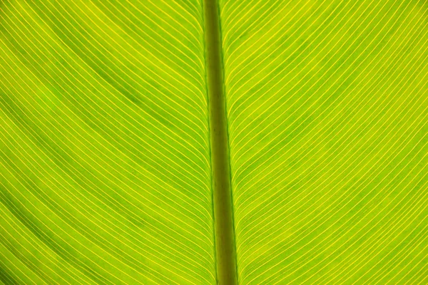 Vegetal öppen bok — Stockfoto