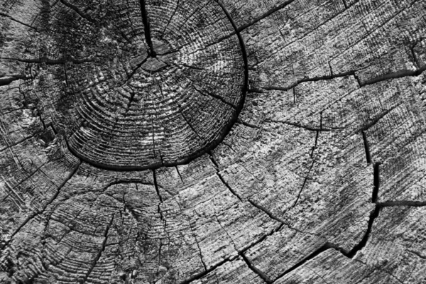 Grunge wood texture — Stock Photo, Image