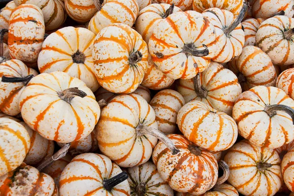 Decorazione di Halloween — Foto Stock