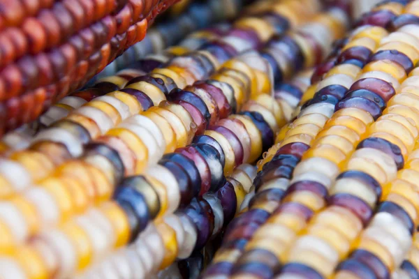 Decorative corn cobs — Stock Photo, Image