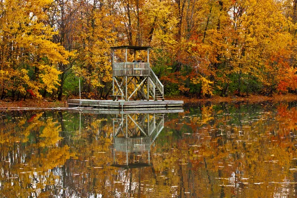 Fall full of colors forest — Stock Photo, Image