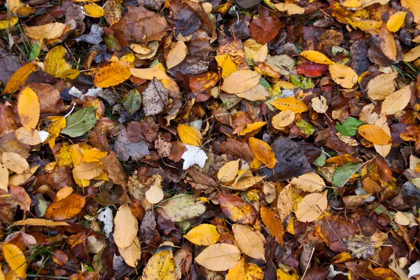 Colori di caduta — Foto Stock