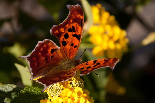 poligonia kelebek