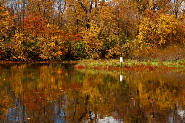 Höst full av färger skog — Stockfoto