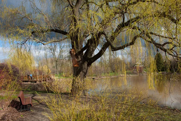 Weeping willow — Stock Photo, Image