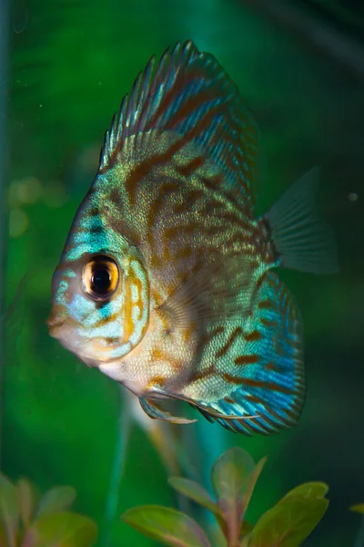 Ikan akuarium — Stok Foto