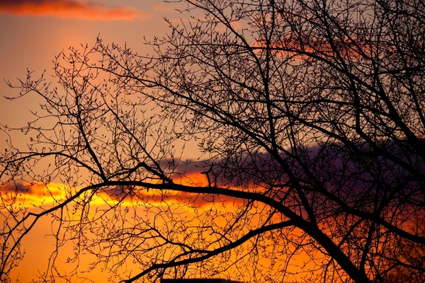 Coucher de soleil coloré avec des branches vides Image En Vente