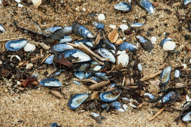 Midye kabukları kırıkları ve kum