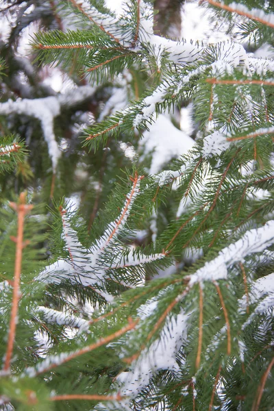 Çam ağacı kar dolu — Stok fotoğraf