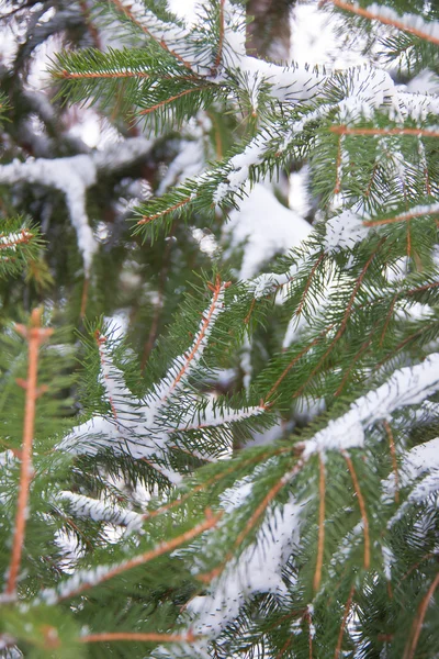 Abeto lleno de nieve —  Fotos de Stock