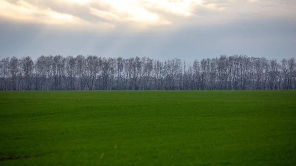 Pole drogowe i zielone tło trawy — Zdjęcie stockowe