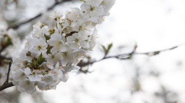 Beyaz kiraz çiçeği doğası canlanıyor. Yüksek kalite fotoğraf