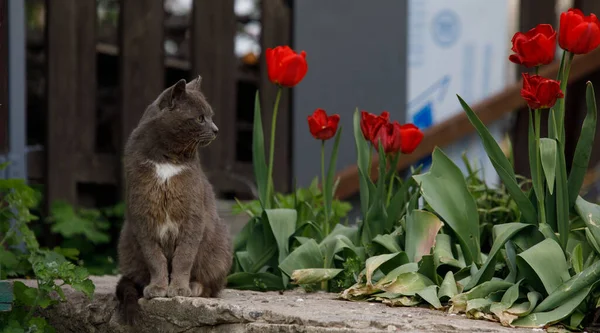 Gato Cinza Senta Lindamente Com Fundo Borrado Foto Alta Qualidade — Fotografia de Stock