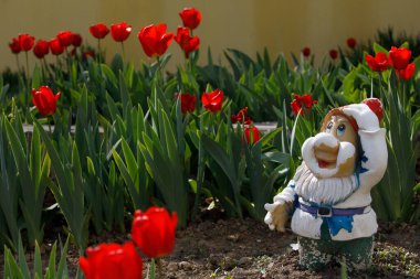 Bahçede sıra dışı kırmızı laleler yetişir. Yüksek kalite fotoğraf