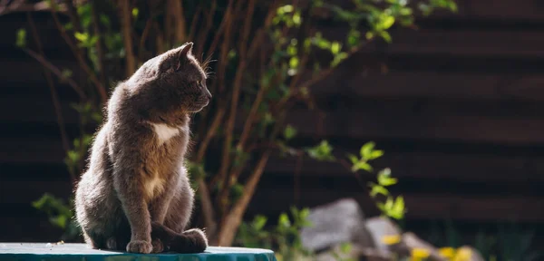 Gato Cinza Senta Lindamente Com Fundo Borrado Foto Alta Qualidade — Fotografia de Stock